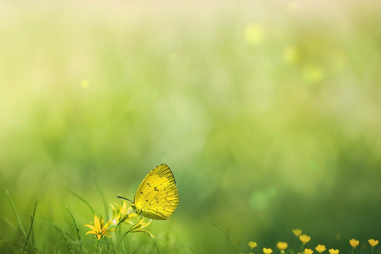 spring, field, butterfly-7857114.jpg